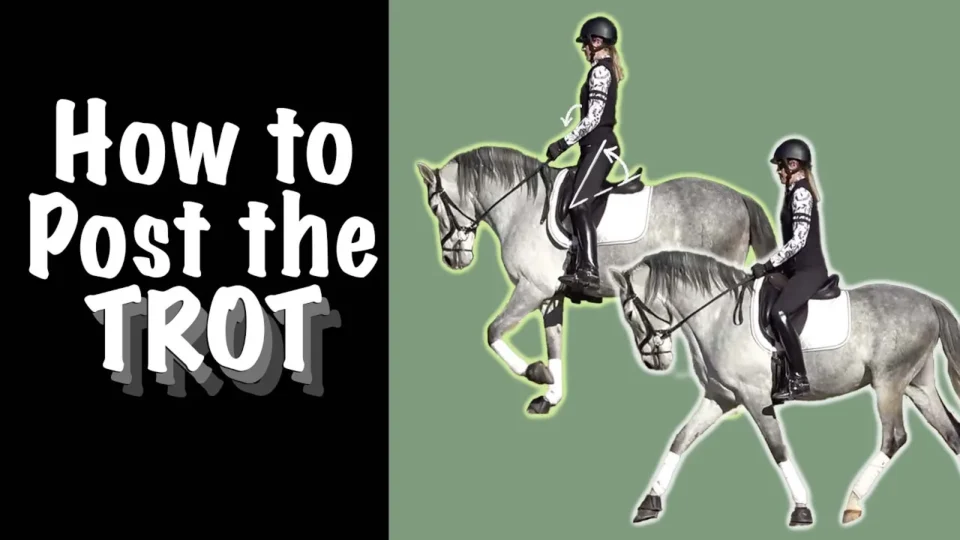 A rider in horse riding gear demonstrates how to post the trot on a gray horse, with bold white text reading How to Post the Trot on a black background to the left.