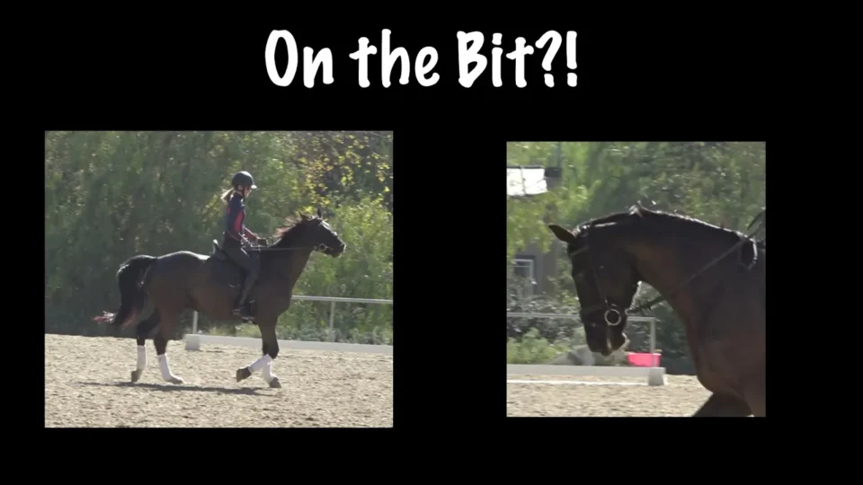 Two side-by-side images show a rider on a dark horse in an outdoor arena. The left displays the full pair; the right zooms in on the arched neck, illustrating what it means for a horse to be On The Bit. Text above reads, On the Bit?!.