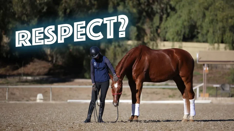 A person in riding gear stands next to a brown horse wearing white leg wraps, holding its reins. Large text reading RESPECT? appears to the left, highlighting the importance of horse respect in training on an outdoor riding arena.