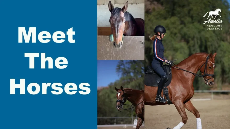 A blue background with white text reads Meet The Horses. Beside the text are three photos: one of The Boys looking over a stable door, a close-up of a horse’s face, and a rider in a helmet riding one of Amelia’s Horses.