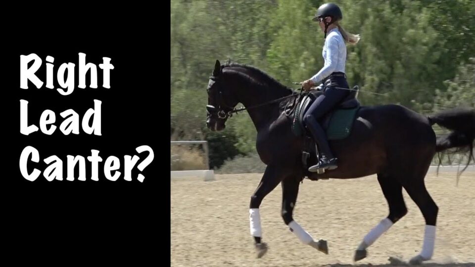 A person wearing a helmet enjoys horse riding as they pick up the correct canter lead on a dark horse in an outdoor arena. White text on the left reads, Right Lead Canter? The horse lifts its front right leg; trees and fencing fill the background.