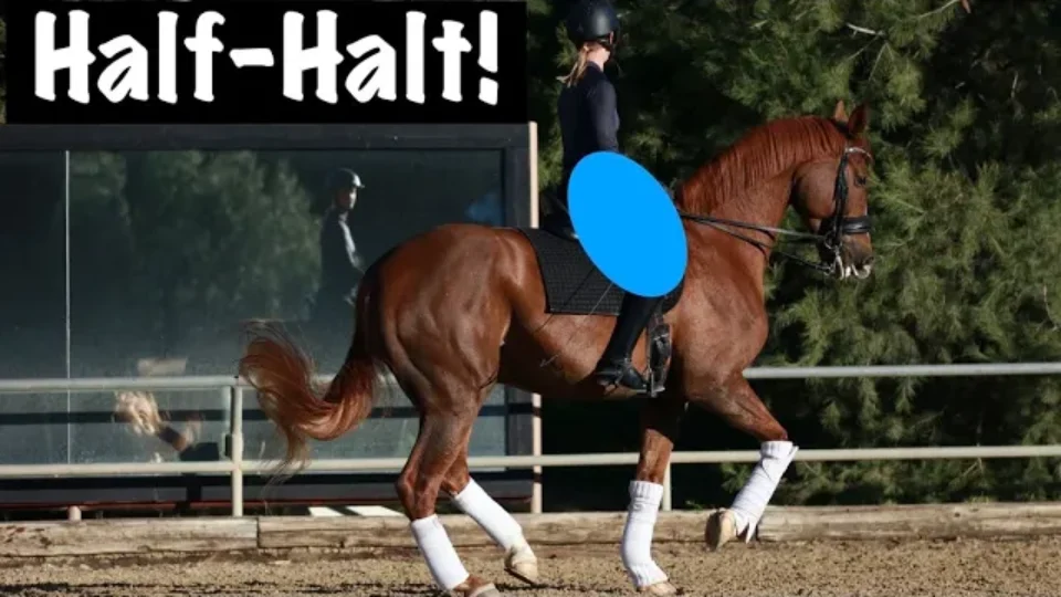 A person uses their seat to ride a chestnut horse in an outdoor arena. The horse wears white leg wraps and is mid-stride. The rider, in dark clothing and a helmet, demonstrates a precise half-halt. Bold text reads “Half-Halt!” in the top left corner.