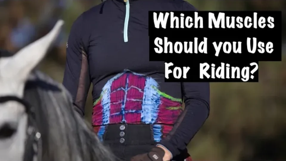 A person in dark riding clothes sits on a gray horse. The rider’s torso displays highlighted core muscles used in riding. Text overlay reads, Which Muscles Should You Use For Riding? Discover key horseback riding muscles.